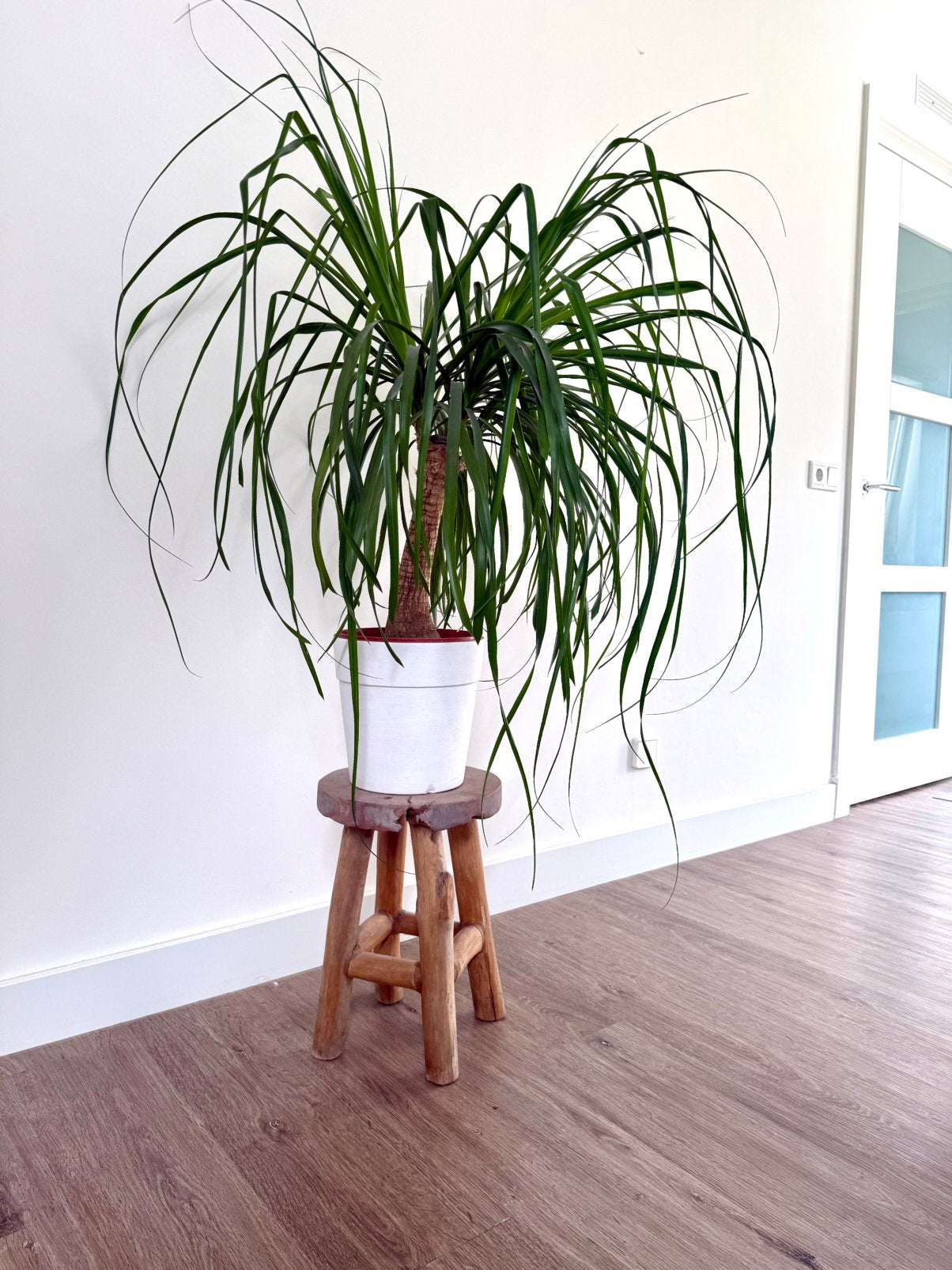 Grote beaucarnea / olifantspoot, Ophalen, 100 tot 150 cm, Overige soorten, In pot