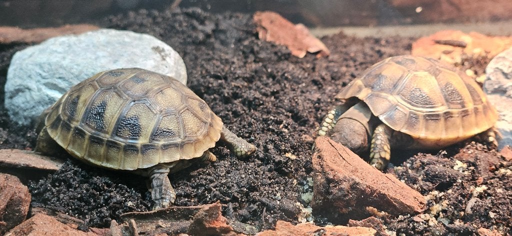 2 jonge Griekse landschildpadden + compleet Juwel terrarium Tortoise photo 3