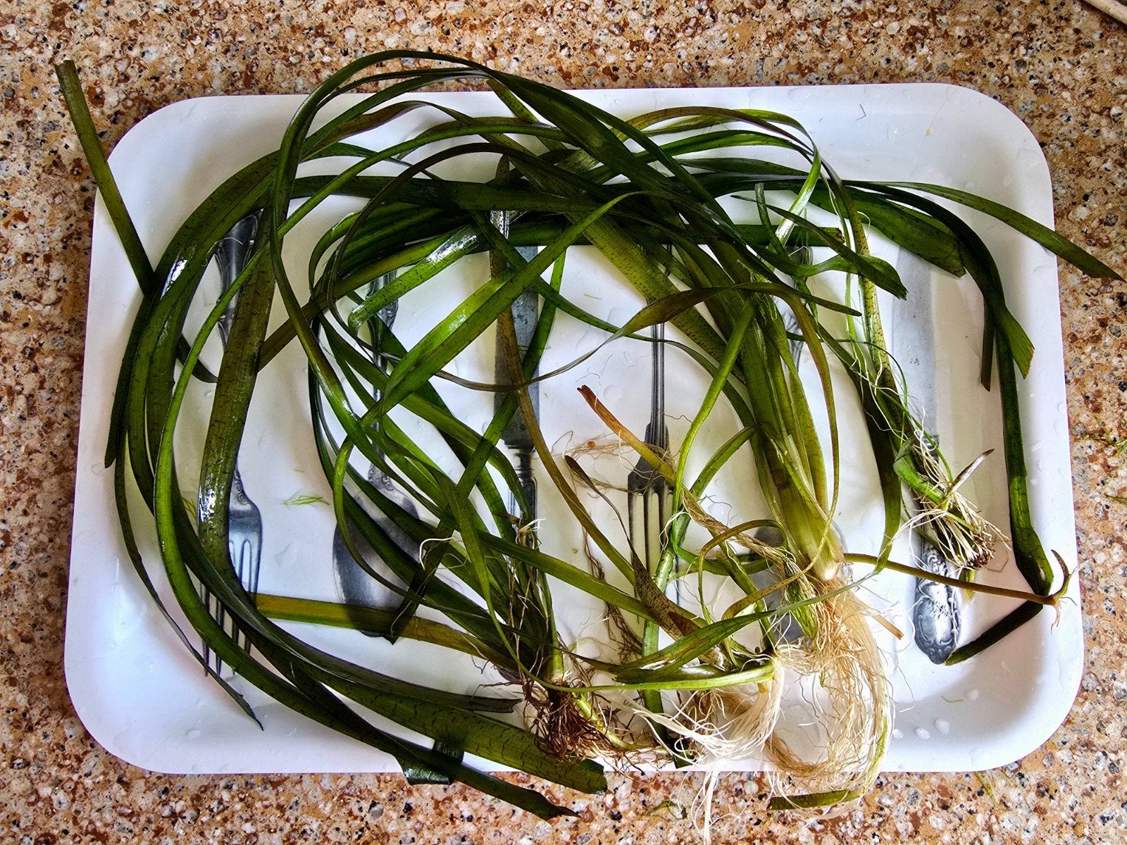Vier flinke Vallisneria stekken., Ophalen of Verzenden, Nieuw, Plant(en), Steen of Hout