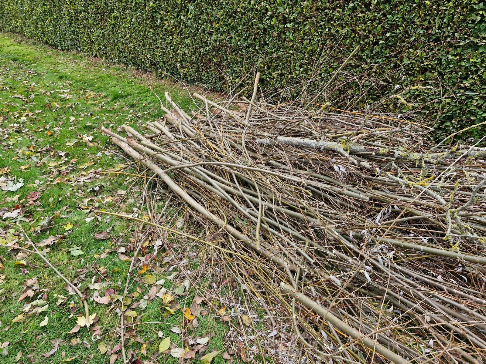 Gratis af te halen: vers gesnoeide wilgentakken en stamhout, 3 tot 6 m³, Ophalen, Overige houtsoorten, Takken