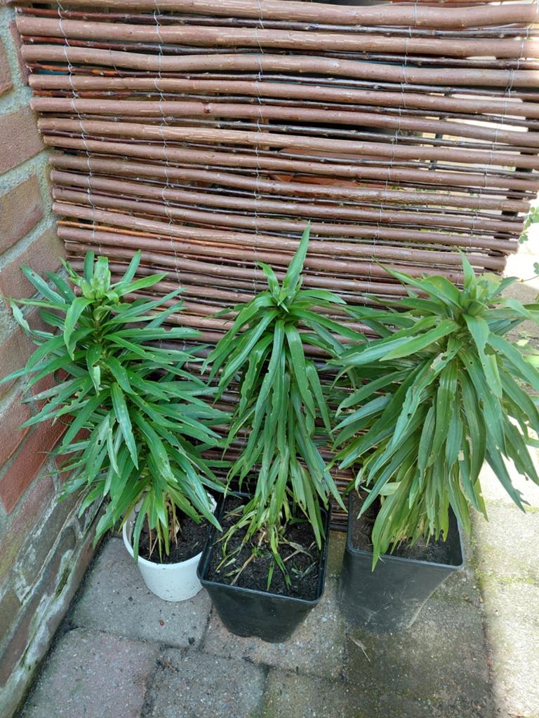Vaste tuinplant: lelie, Vaste plant, Halfschaduw, Lente, Ophalen