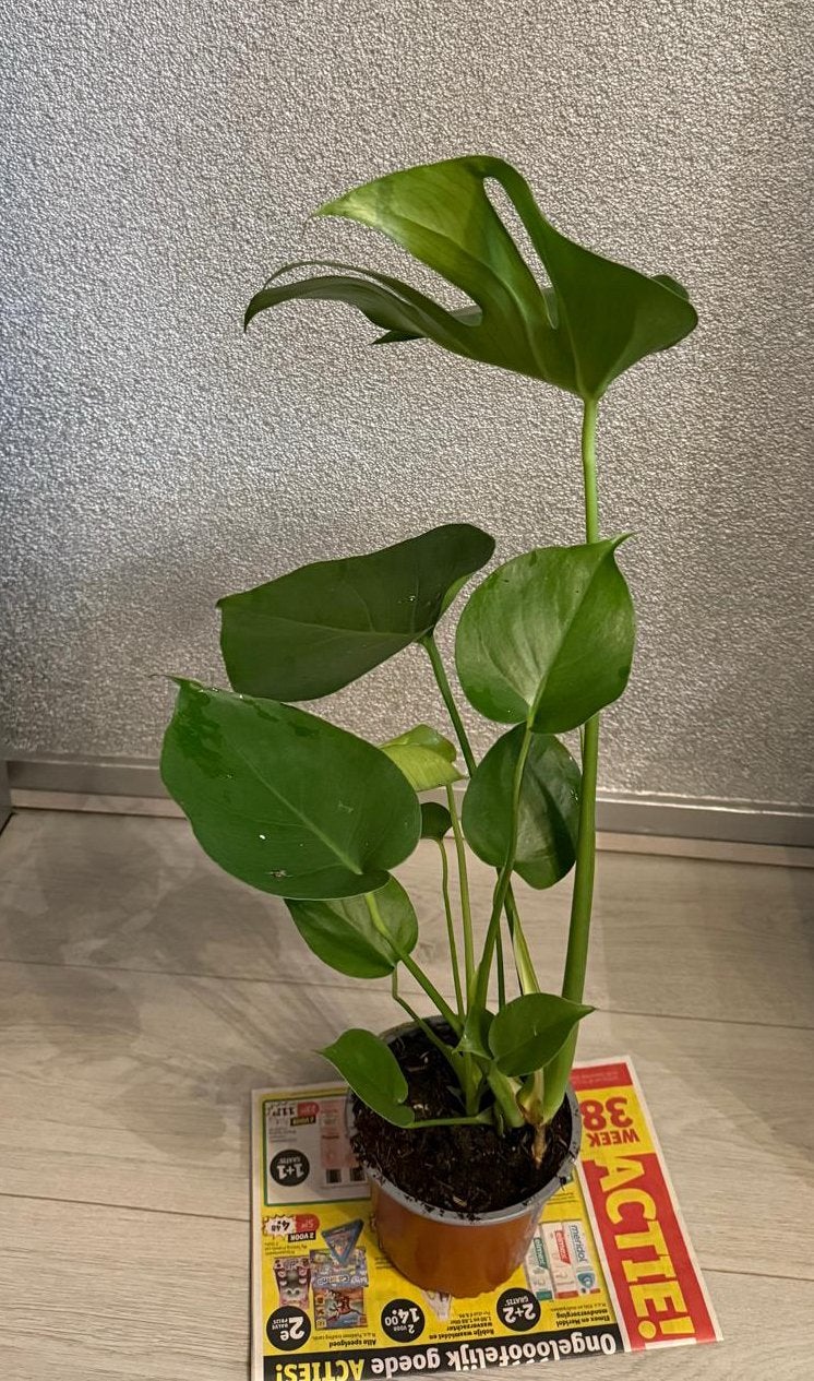 Monstera kamerplant (50/55cm), Huis en Inrichting, Ophalen, Halfschaduw, Minder dan 100 cm