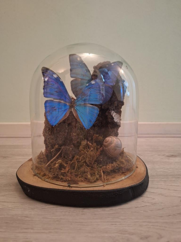 Opgezette vlinders in glazen stolp. Morpho Adonis, Ophalen of Verzenden, Nieuw, Insect, Opgezet dier