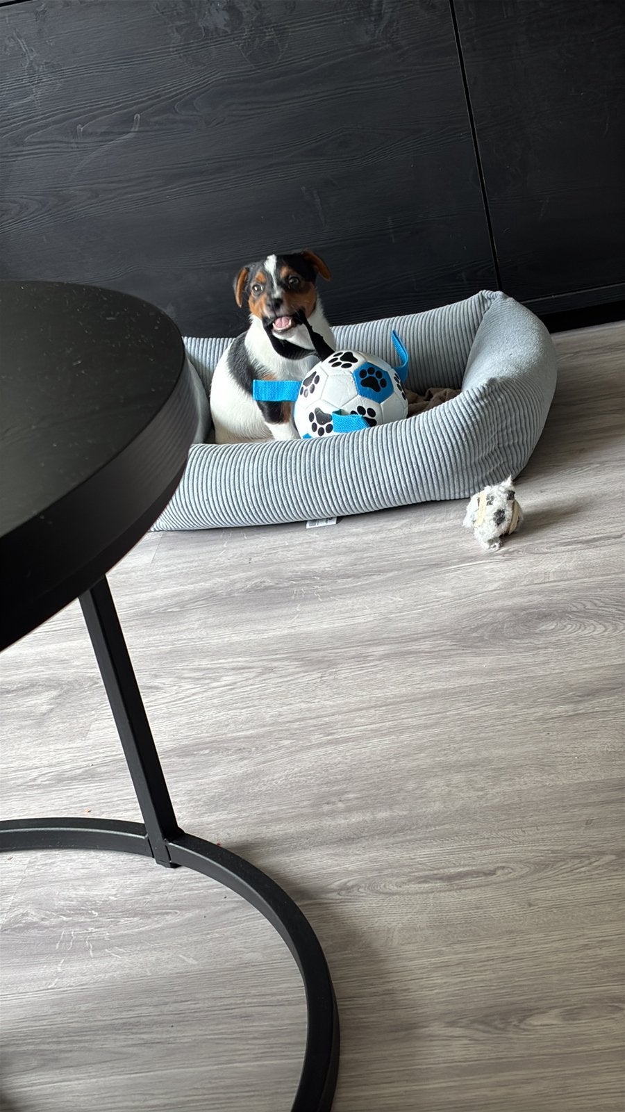 Jack russel, Ophalen of Verzenden, Zo goed als nieuw, Riet