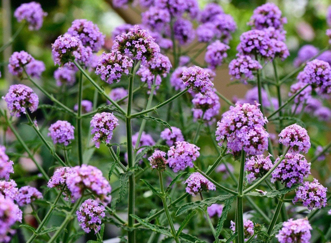 verbena IJzerhard, Ophalen, Volle zon, Wortelstok