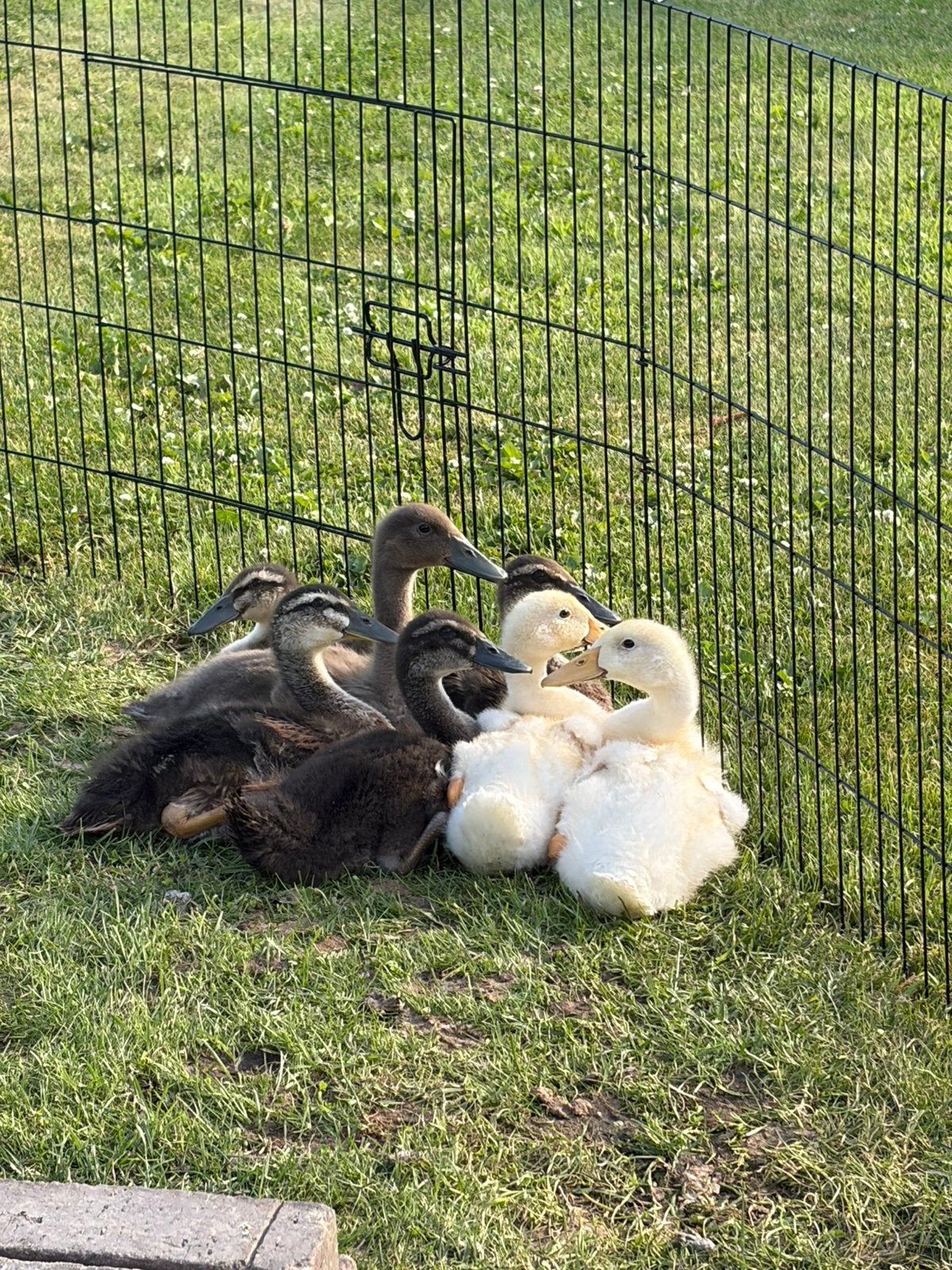 7 jonge  indische loopeenden, Dieren en Toebehoren, Pluimvee, Geslacht onbekend, Eend