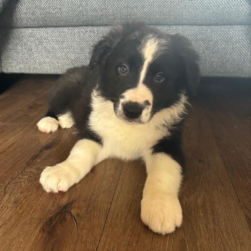 Bordercollie pups, Dieren en Toebehoren, Honden | Herdershonden en Veedrijvers, België, Particulier, 8 tot 15 weken, Parvo