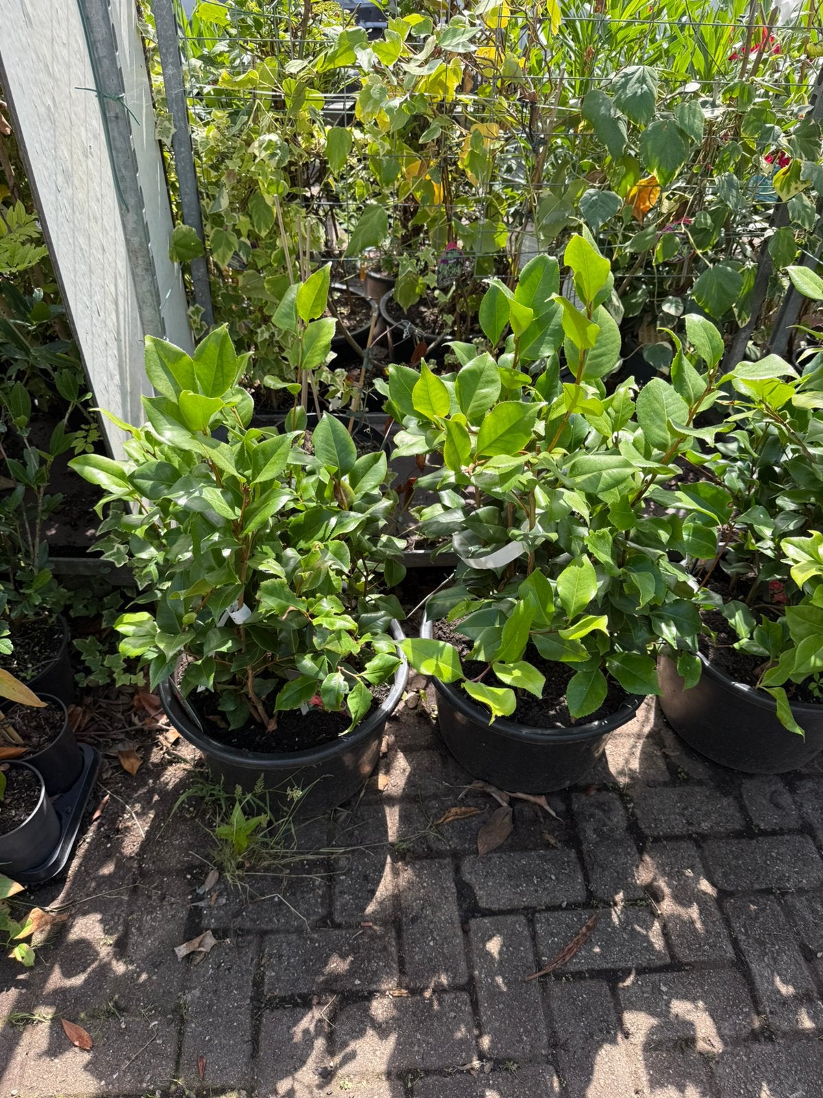 Camelia dr king  grote volle bak leuk voor vroege voorjaar, Vaste plant, Halfschaduw, Lente, Ophalen