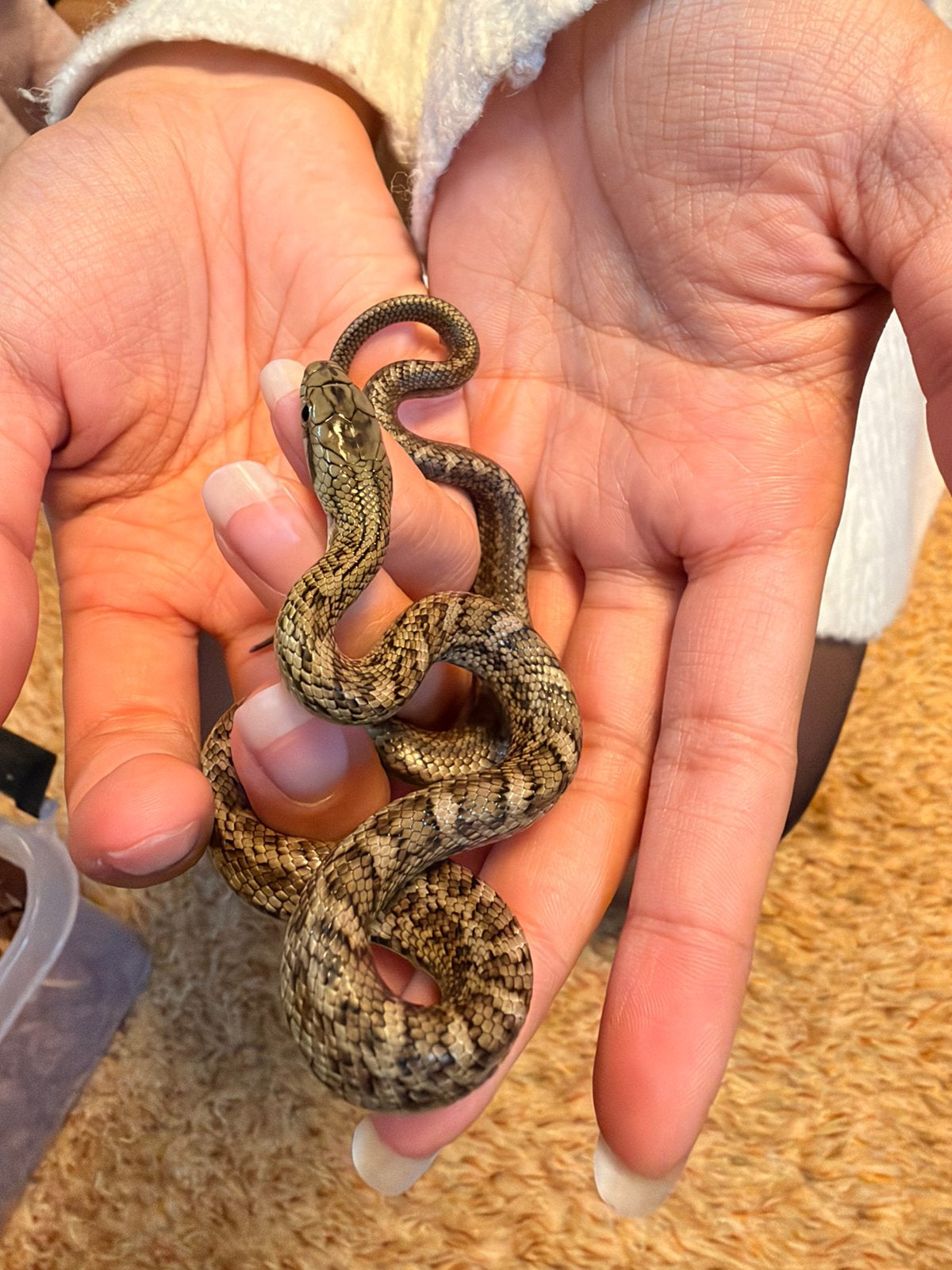 Elaphe Climacophora Kunashir babies Rat Snake photo 7