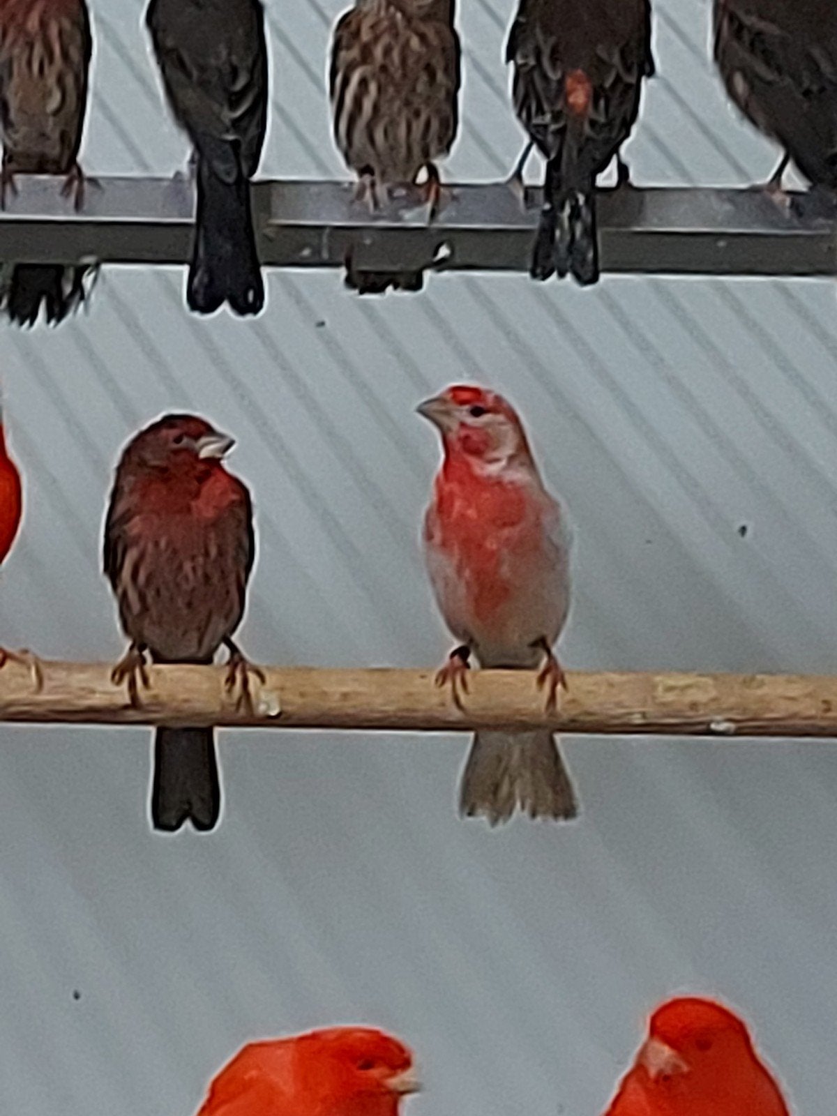 te koop gevraagd, Meerdere dieren