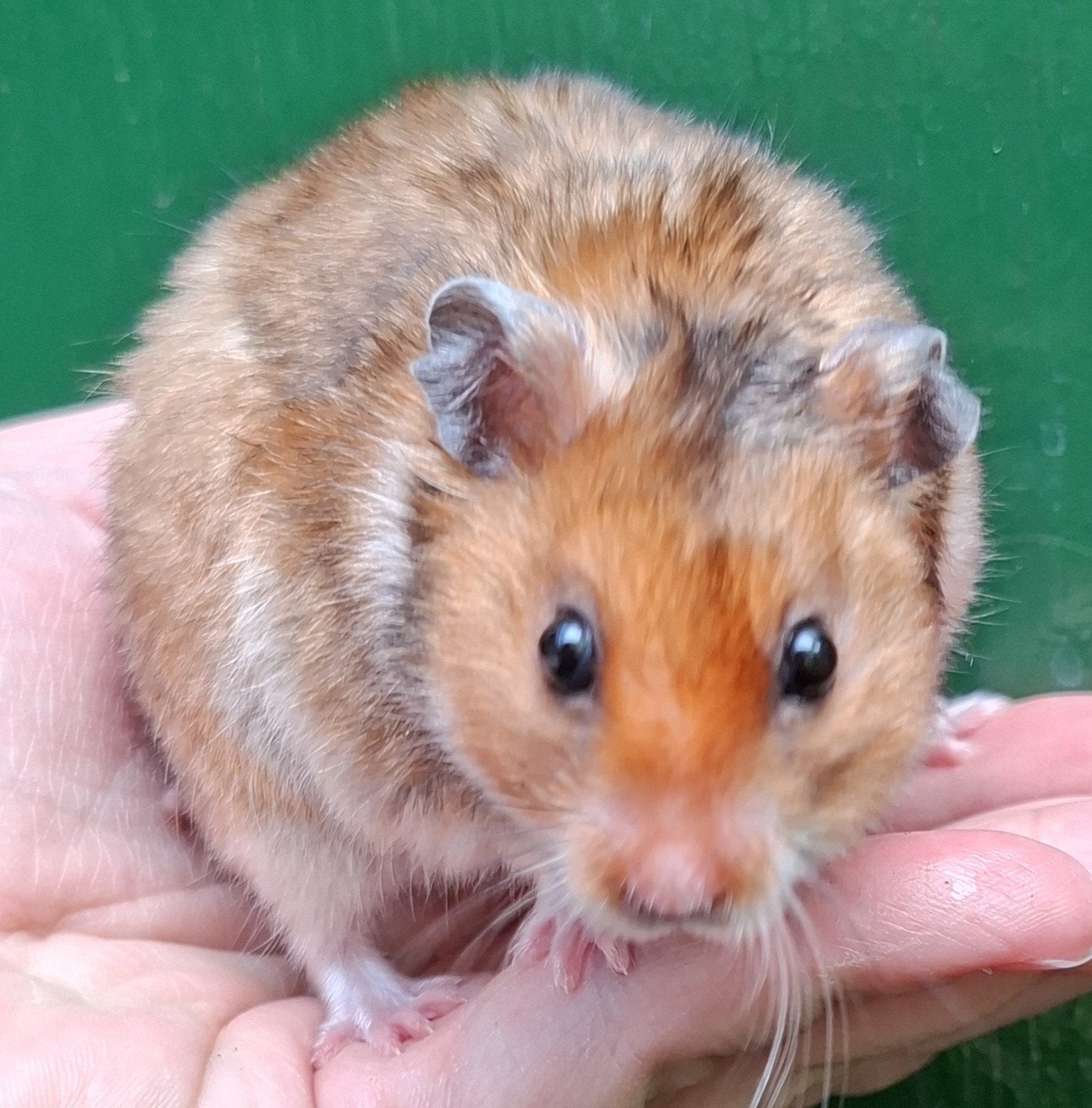 Kindvriendelyke syrische hamster goudhamster van hobbyfokker, Dieren en Toebehoren, Knaagdieren, Hamster, April, Mannelijk, Tam