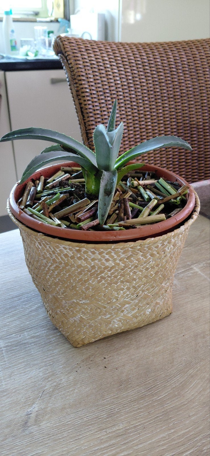 Stek tropische vetplant Agave in rotan mand hgt.24 cm., Tuin en Terras, Overige soorten, Volle zon, Vaste plant, Ophalen of Verzenden