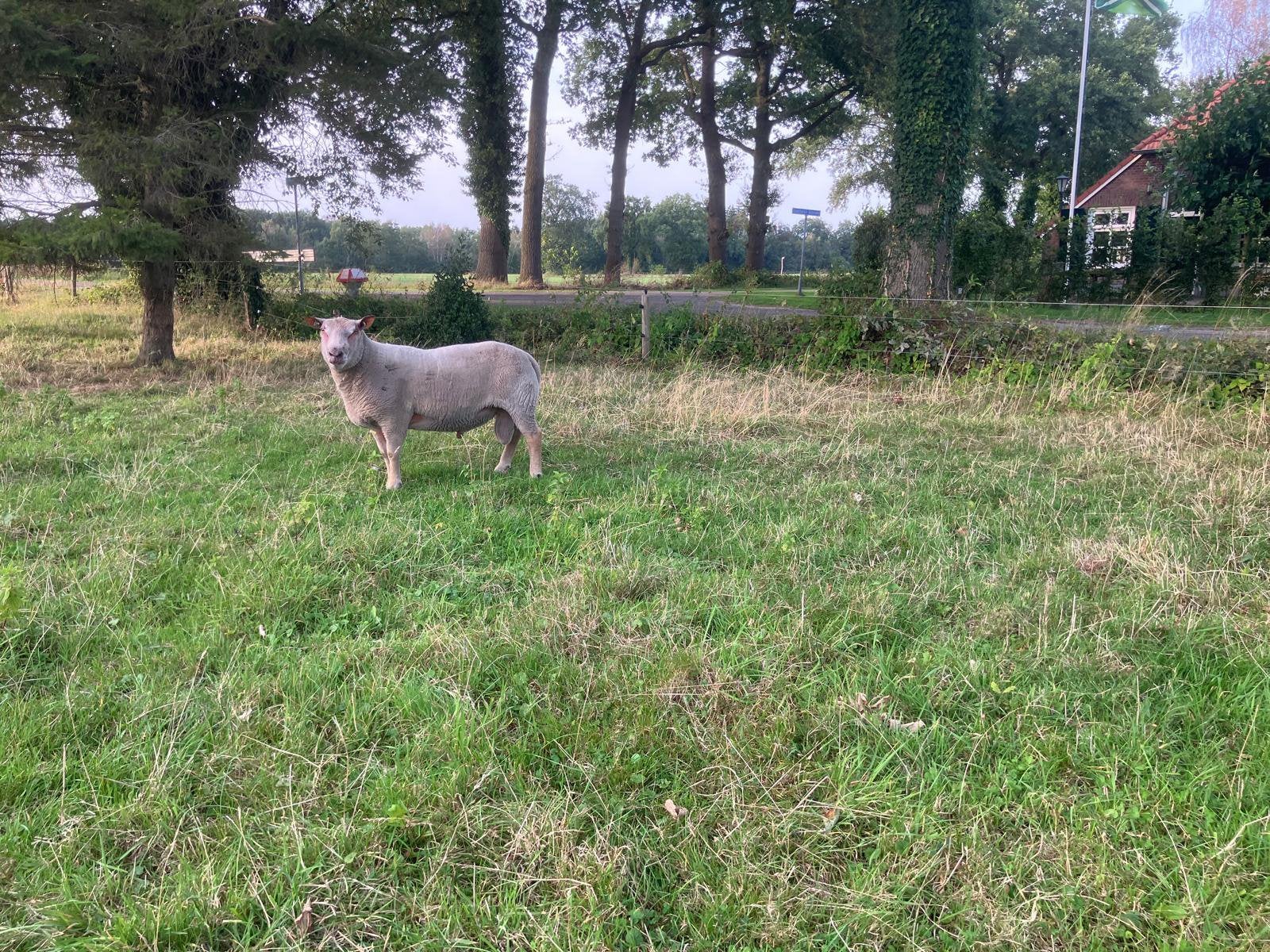 Te koop: Charollais ram, Dieren en Toebehoren, Mannelijk, Schaap