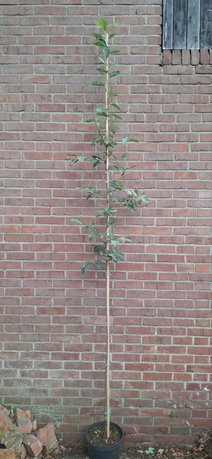 Amelanchier lamarckii, krentenboom, Ophalen, Lente, Volle zon, Overige soorten