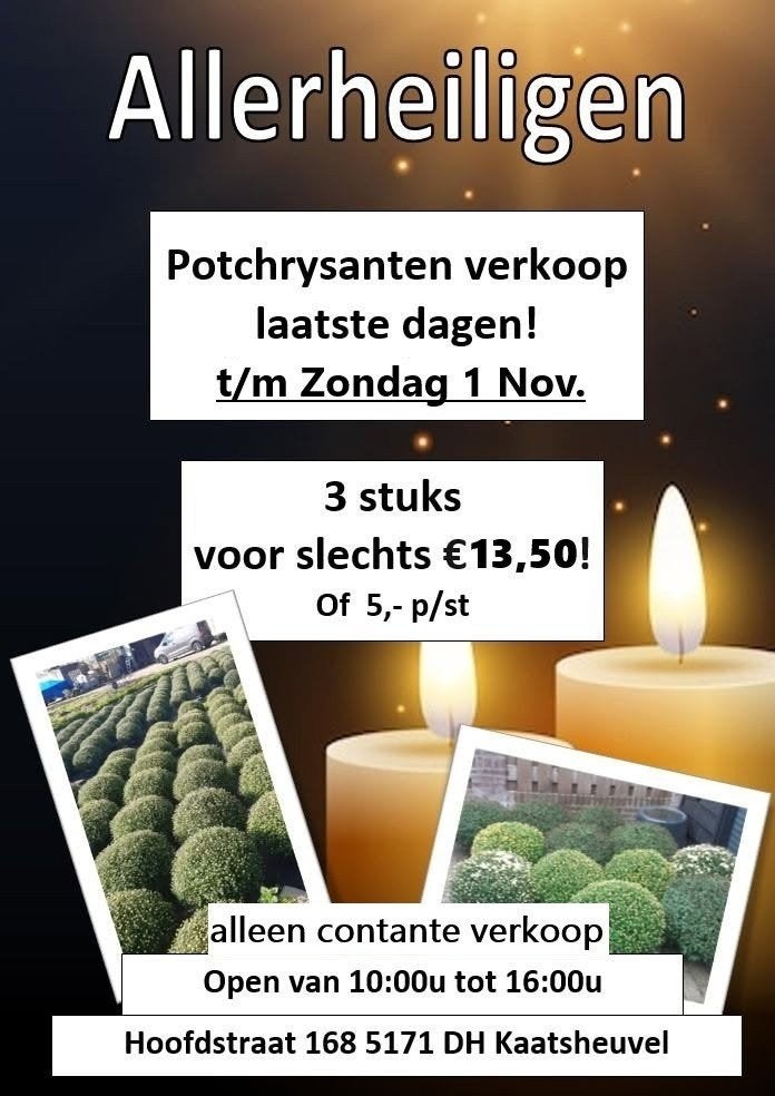 bolchrysant, Vacatures