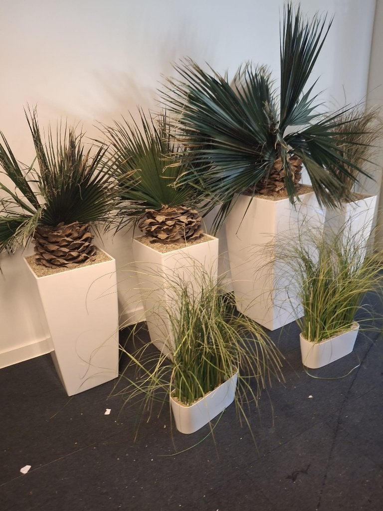 palm in pot, Tuin en Terras, Planten | Tuinplanten, Ophalen, Bloeit niet, Overige soorten, Volle zon