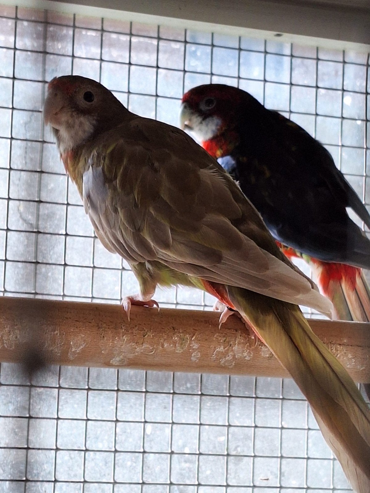 Koppel Rosella's, Dieren en Toebehoren, Vogels | Parkieten en Papegaaien, Meerdere dieren, Parkiet, Geringd