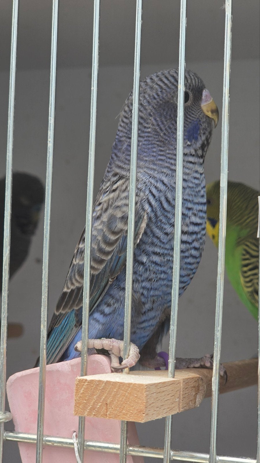 Bfbw violet  kans-split Dilute & kans-split Fallow, 2026., Geslacht onbekend, Parkiet, Geringd
