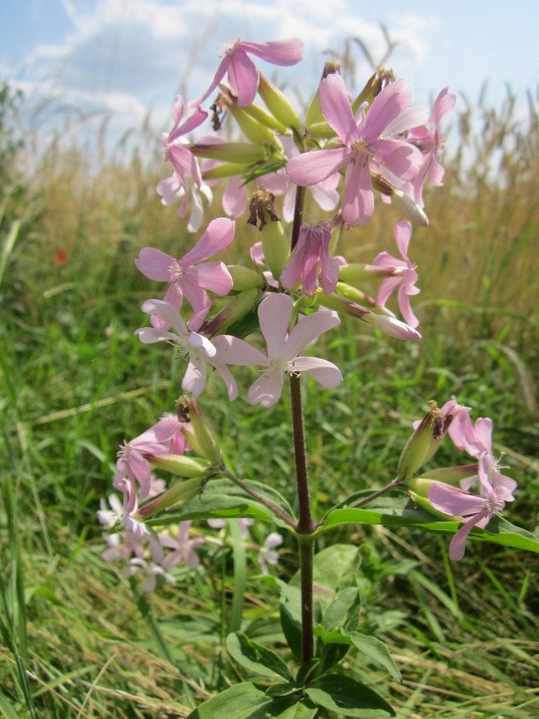 Bio zaden Zeepkruid - Saponaria officinalis | Inheems, Verzenden, Volle zon