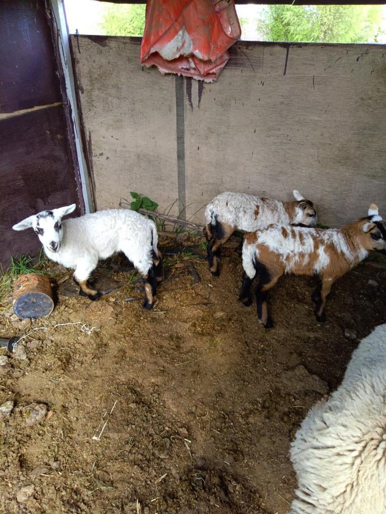 Maasduinenschapen te koop, Dieren en Toebehoren, Schapen, Geiten en Varkens, Meerdere dieren, Schaap