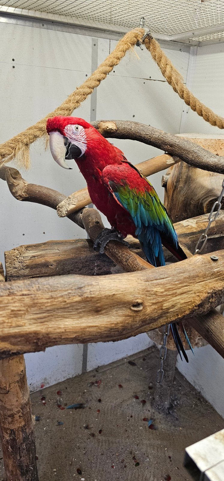 te koop groenvleugel ara, Dieren en Toebehoren, Vrouwelijk, Papegaai, Pratend
