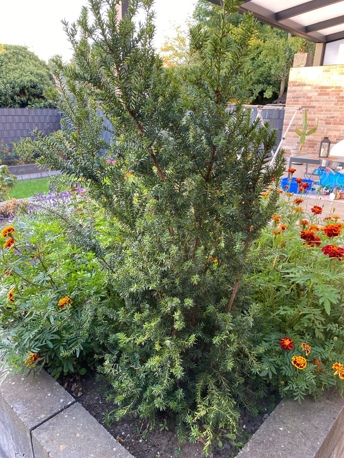 Grote Taxus Struik - Ideaal voor Tuin of Haag, Ophalen, Taxus, Struik, 100 tot 250 cm