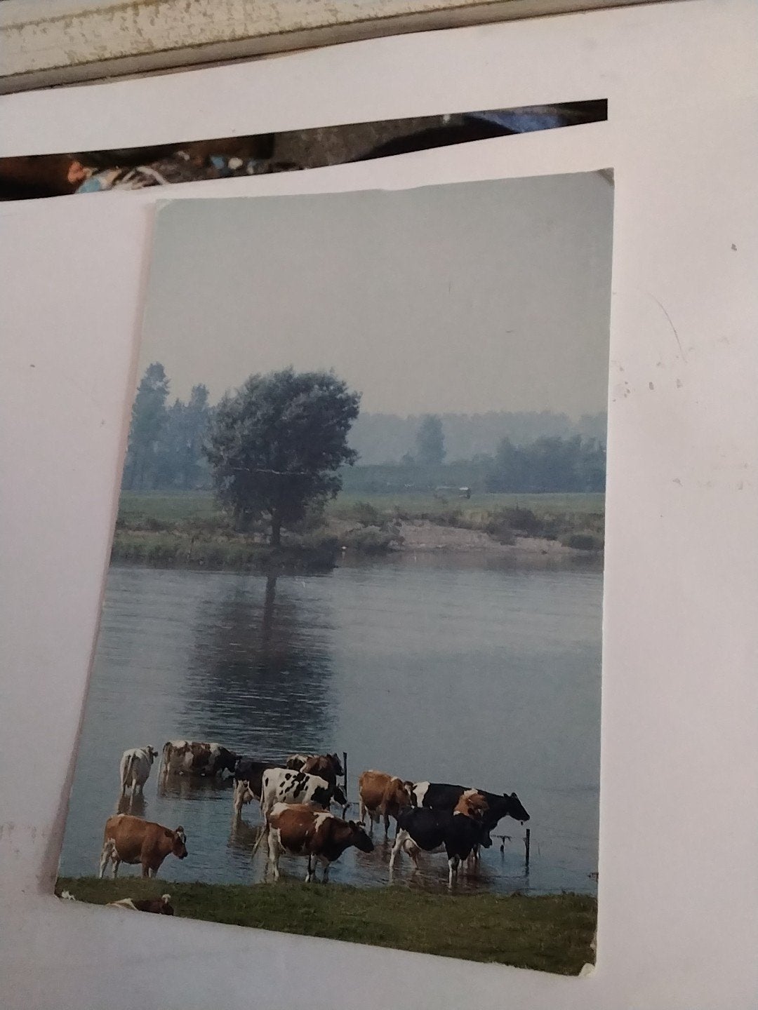 Oude ansichtkaart met koeien in de rivier, Ophalen of Verzenden, 1960 tot 1980, Gelopen