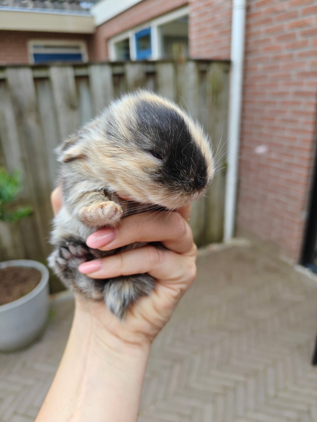 Jonge Nederlandse hangoor konijnen te koop!, Dieren en Toebehoren, Konijnen, Geslacht onbekend, Middelgroot, Hangoor, 0 tot 2 jaar