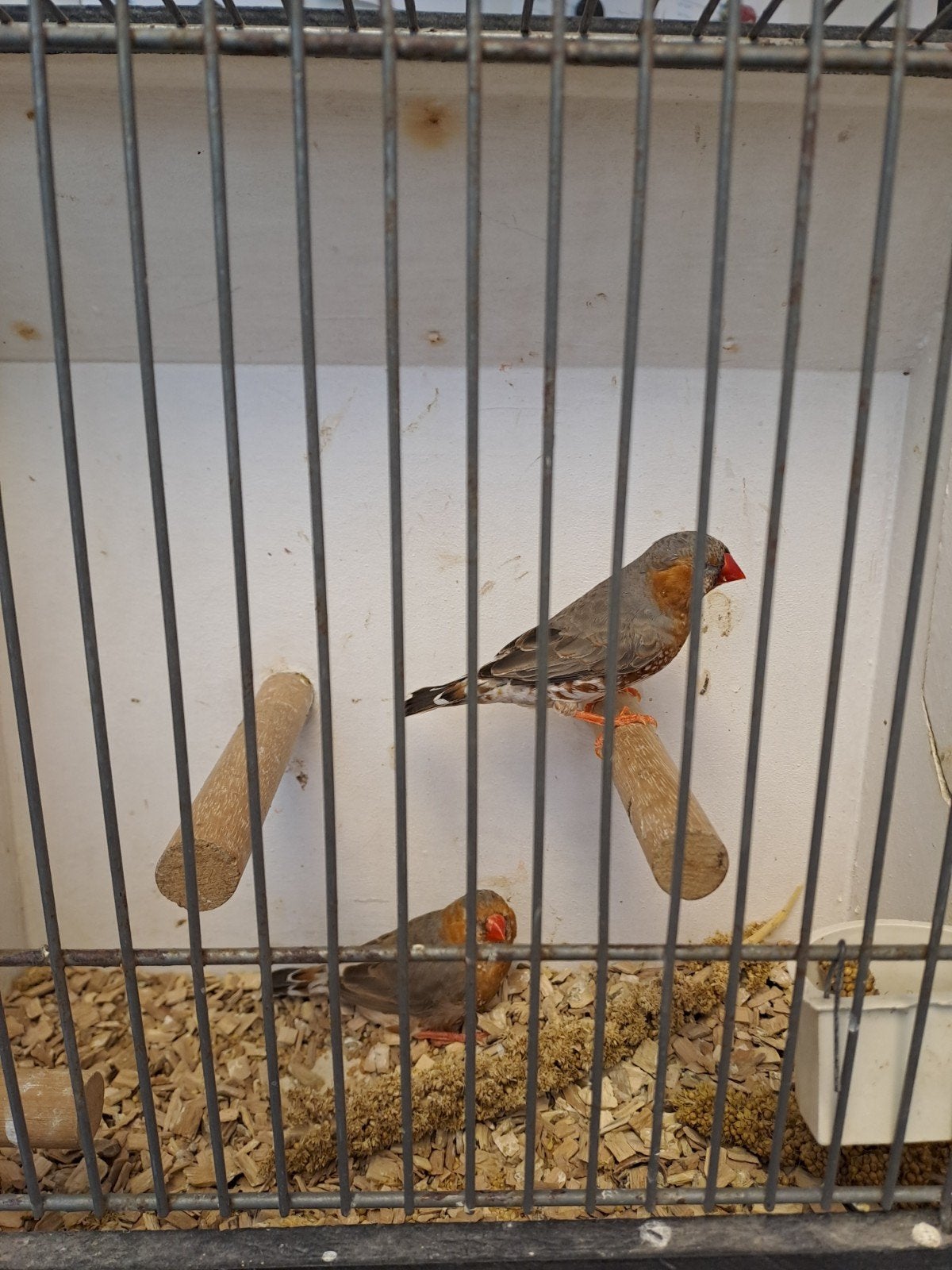 Zebravinken koppels, Meerdere dieren, Kleurkanarie
