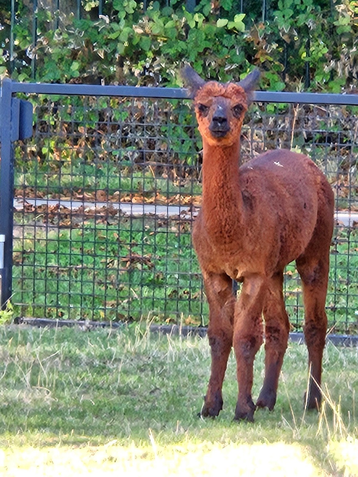alpaca hengst, Februari, Mannelijk