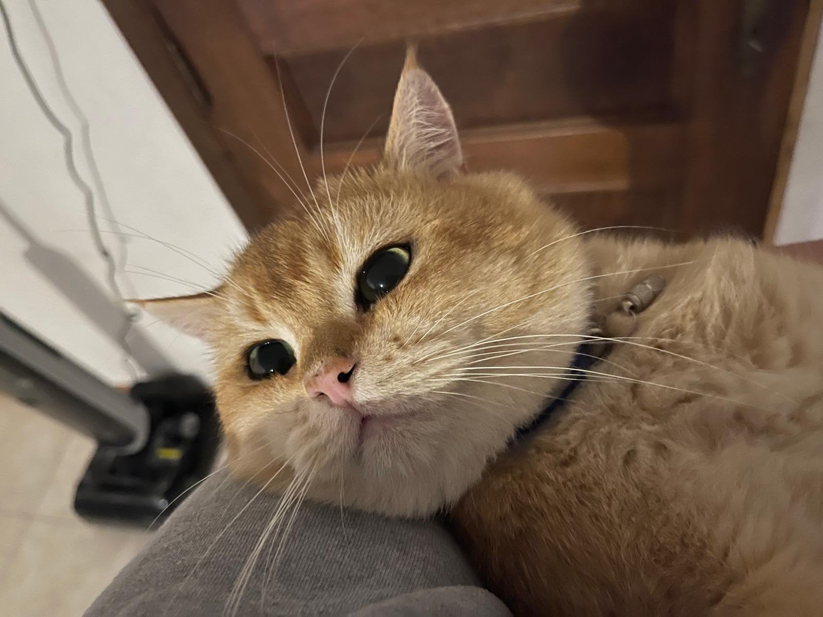 Dekketer, Dieren en Toebehoren, Kater