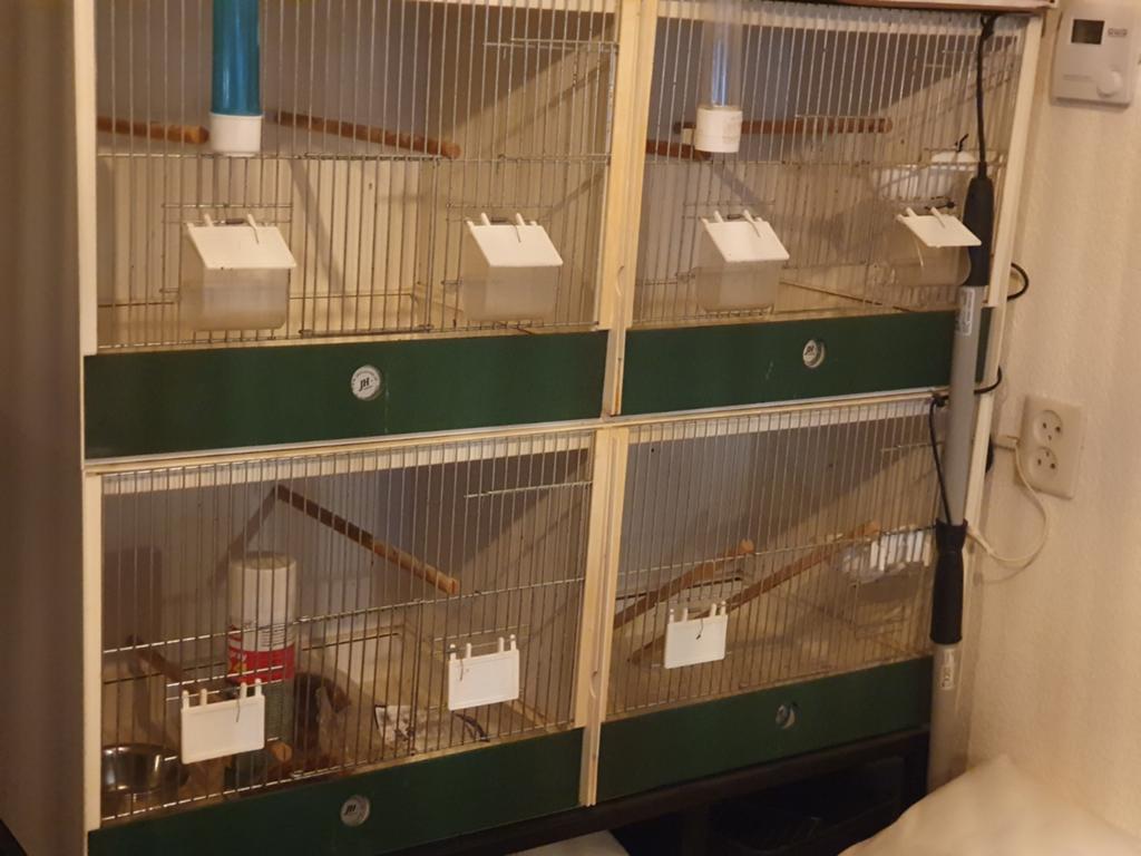 Kweekkooi, Dieren en Toebehoren, Ophalen of Verzenden, Kunststof, Broedkooi of Kweekkooi