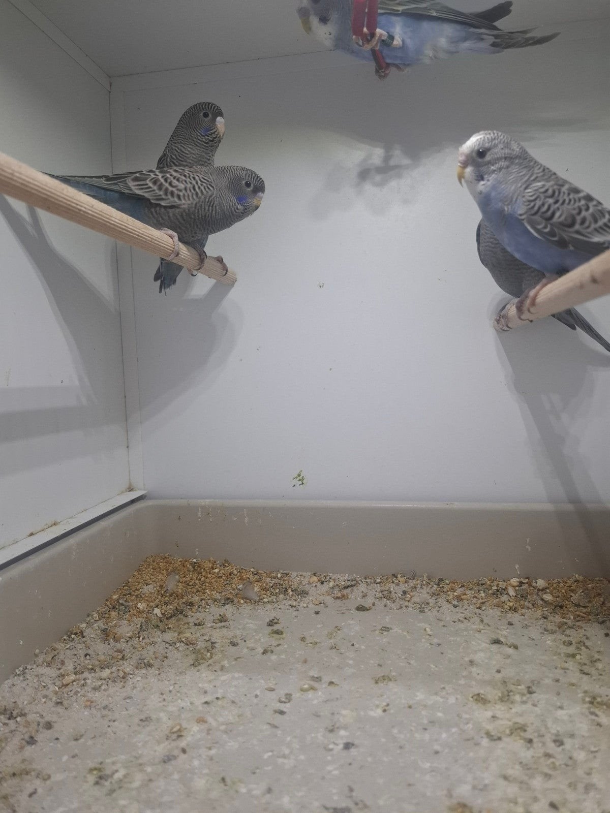 Jonge parkieten te koop, Meerdere dieren, Parkiet, Geringd