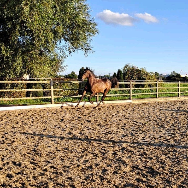 Superleuke 14-jarige ruin (1.69m) zoekt een nieuw maatje, Met stamboom, Ruin, 11 jaar of ouder, Recreatiepaard