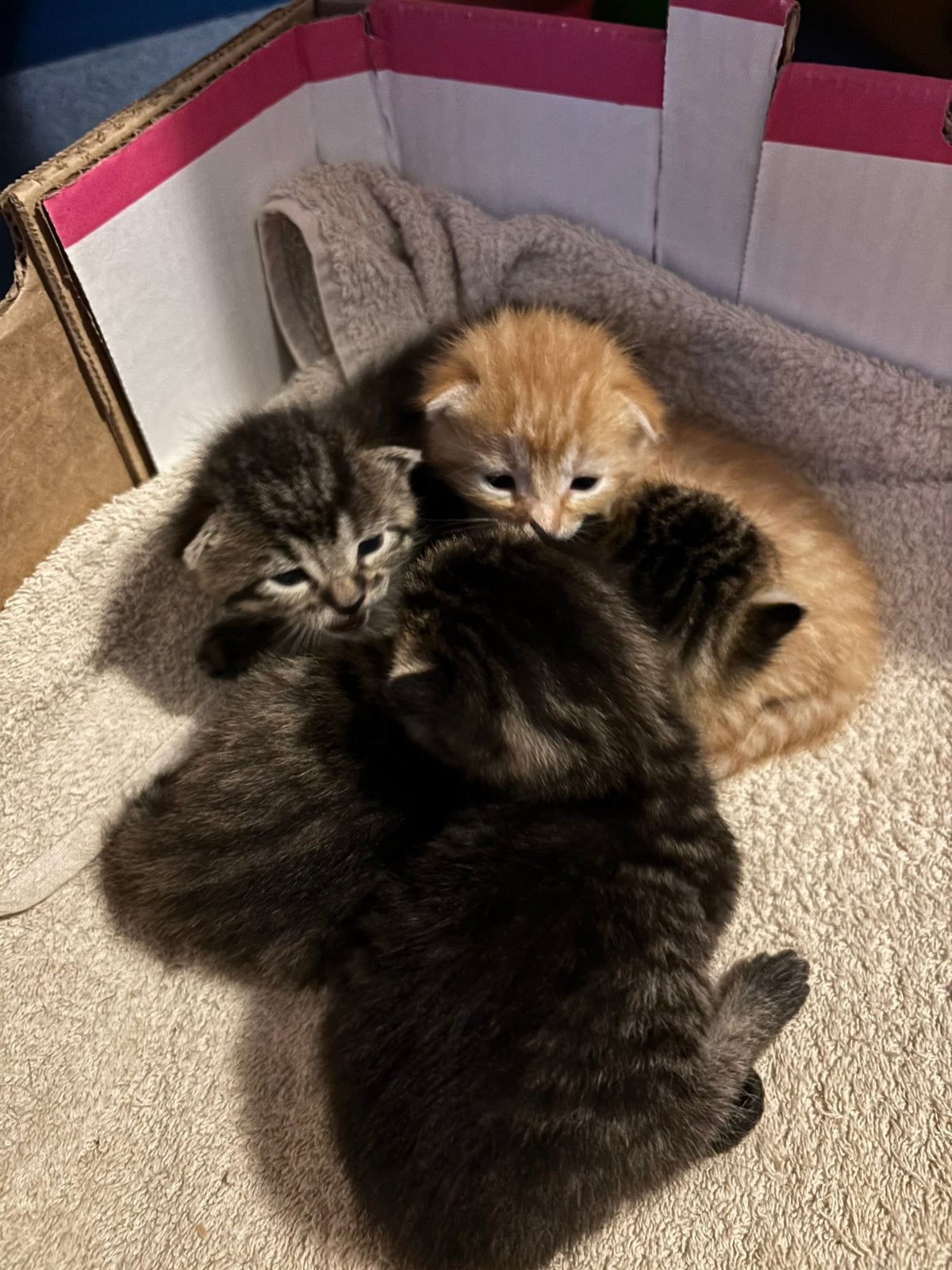 Prachtige kittens, Dieren en Toebehoren, Meerdere dieren, Ontwormd