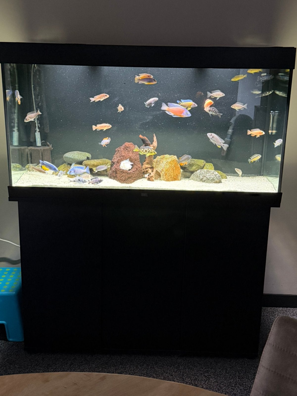 Juwel rio 350 LED, Ophalen, Zo goed als nieuw, Gevuld zoetwateraquarium