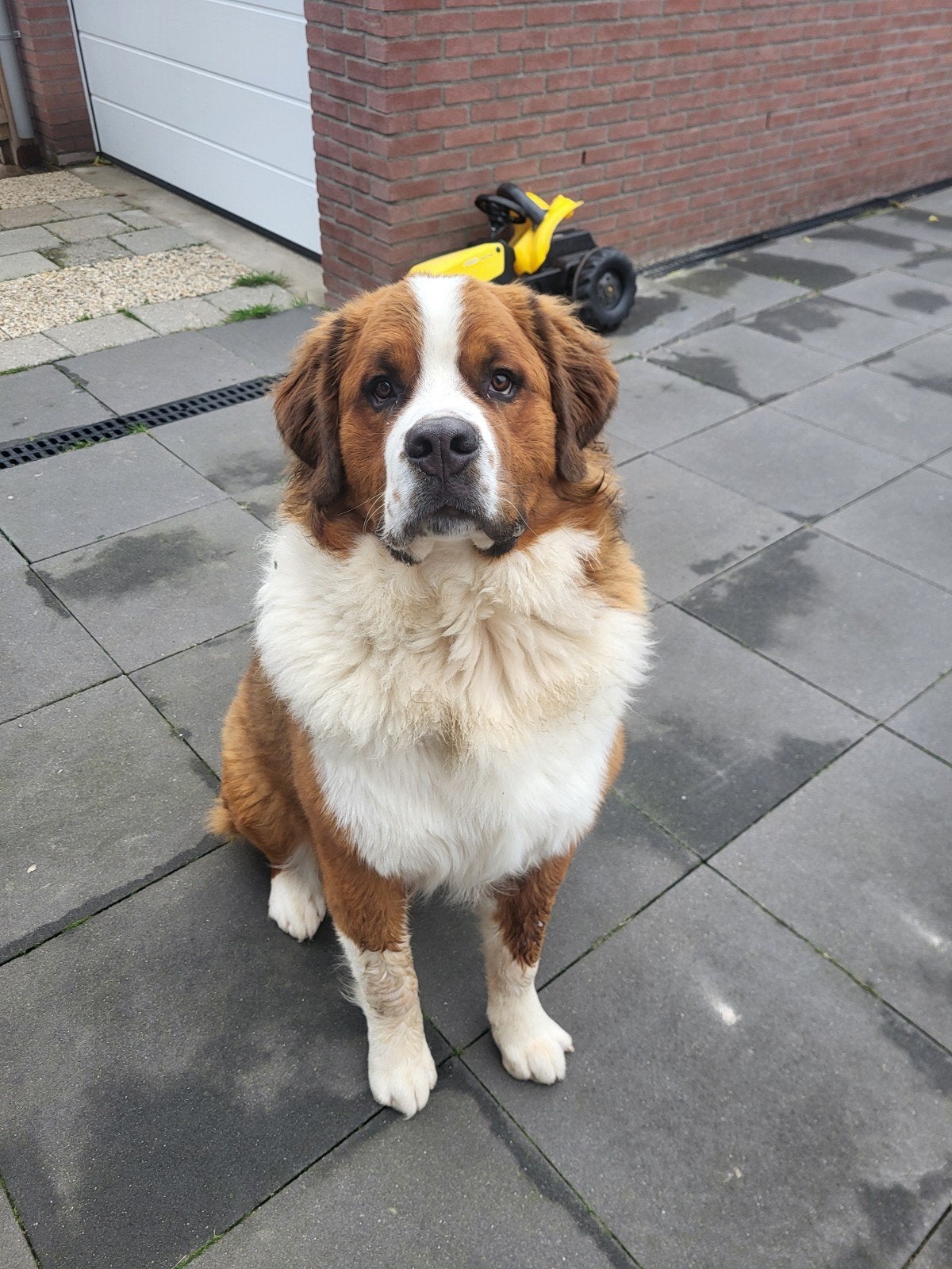 Bernard x Berner, 15 weken tot 1 jaar, Reu, Eén hond, Nederland