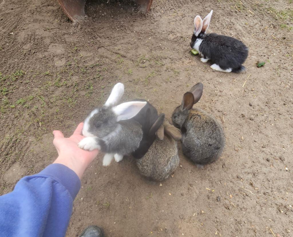 Vlaamse reus konijntjes, Meerdere dieren, Groot