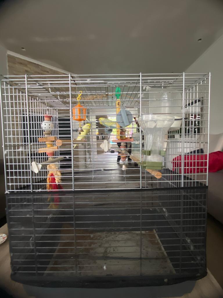 2 parkieten te koop voor 85 euro, Meerdere dieren, Parkiet
