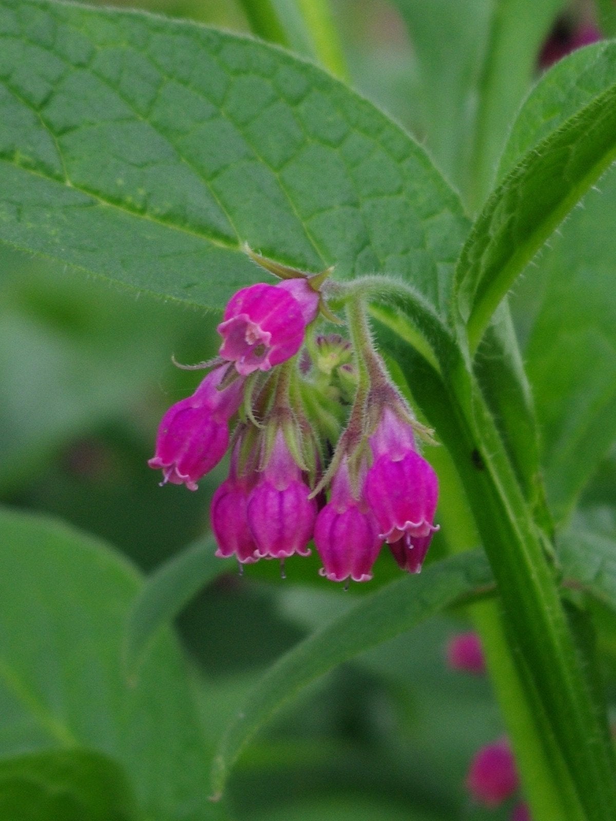Smeerwortel Romanian red (Symphytum 'Romanian Red'), Ophalen of Verzenden, Overige soorten, Volle zon