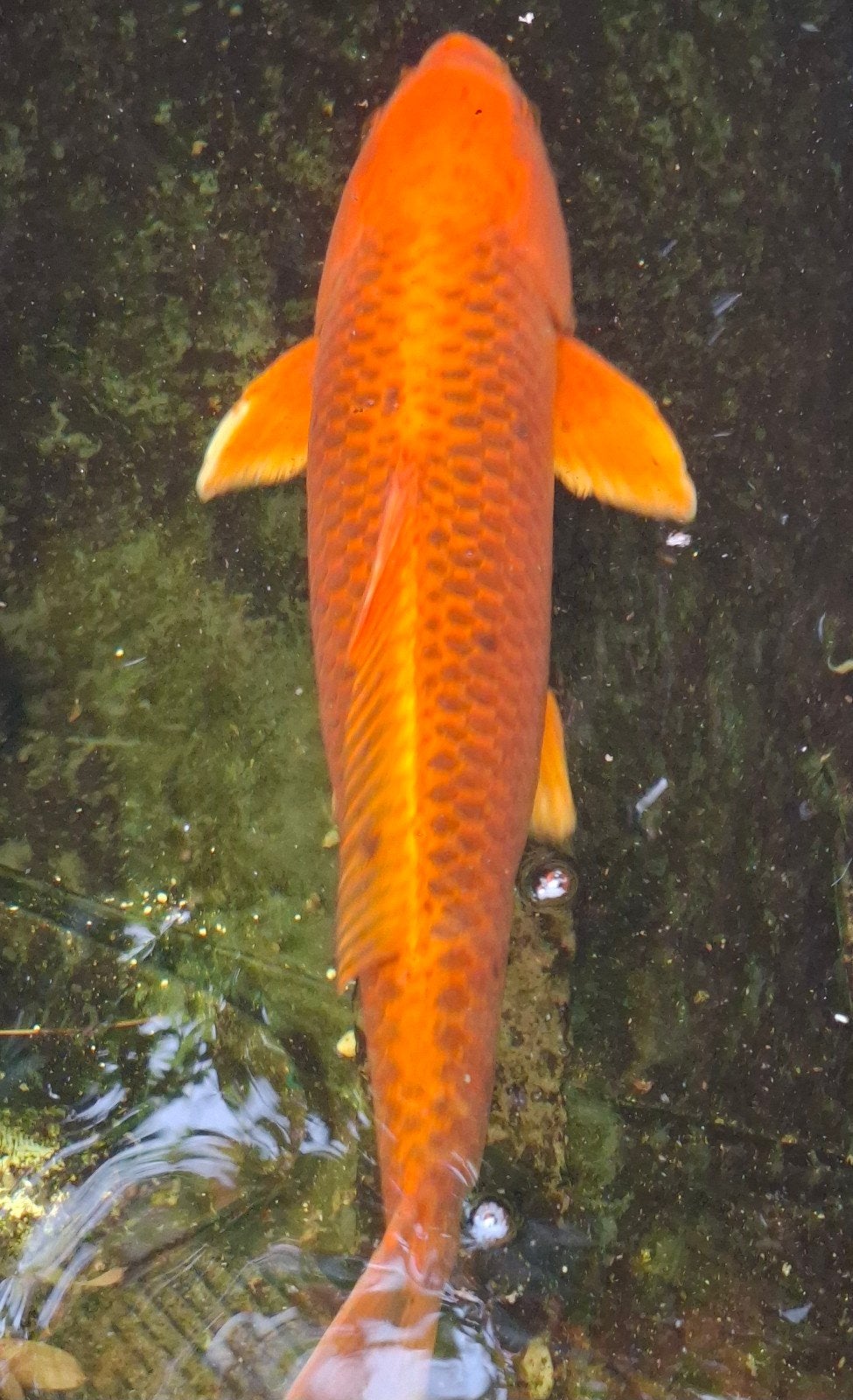 koi vissen tussen 65&70cm, Dieren en Toebehoren, Vissen | Vijvervissen, Karper of Koi