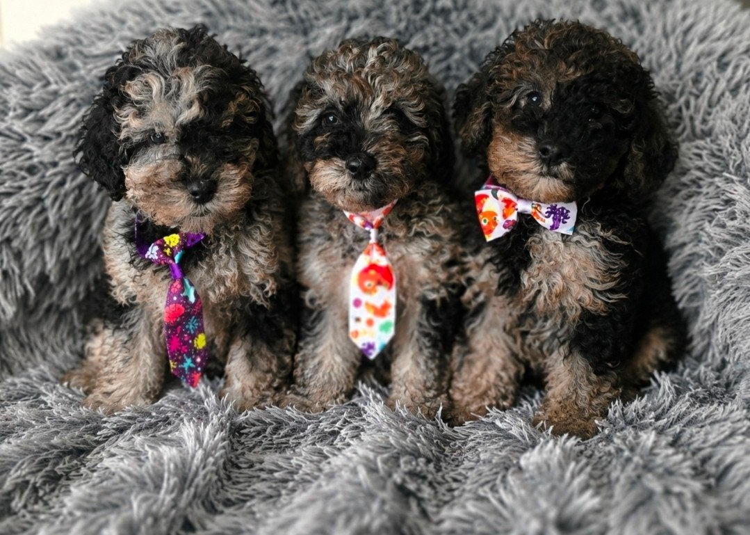Prachtige toypoedel mini poedel pups, Poedel, Parvo, 8 tot 15 weken, Meerdere
