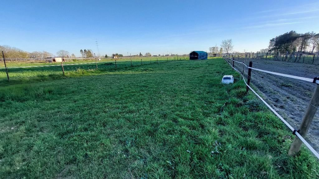 Weide te huur te Gellik (Lanaken), Weidegang