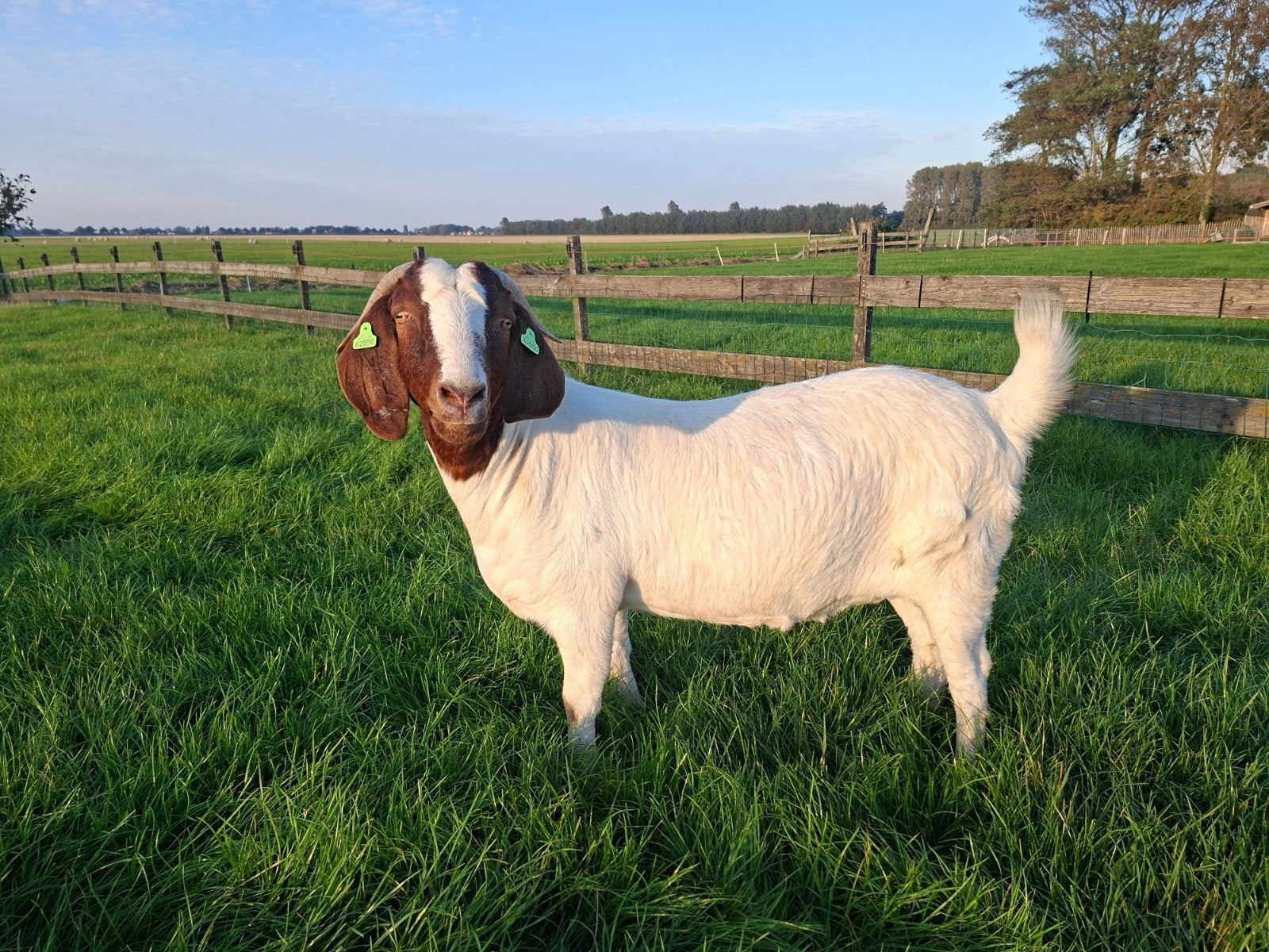 te koop drachtige boergeit, Dieren en Toebehoren
