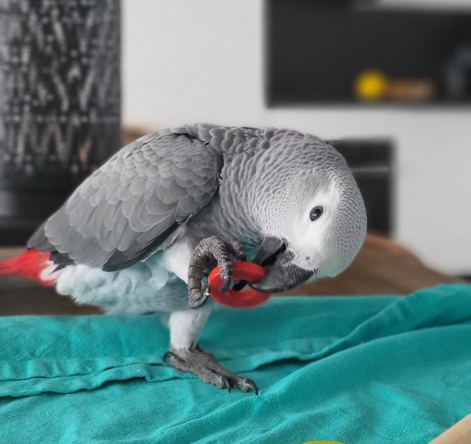 Lorre & co - Grijze Roodstaart papegaaitjes, Dieren en Toebehoren, Vrouwelijk, Papegaai