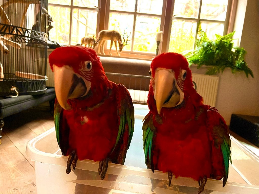 Twee schattige Groenvleugel ara s  baby’s  12 weken, Meerdere dieren, Papegaai, Tam