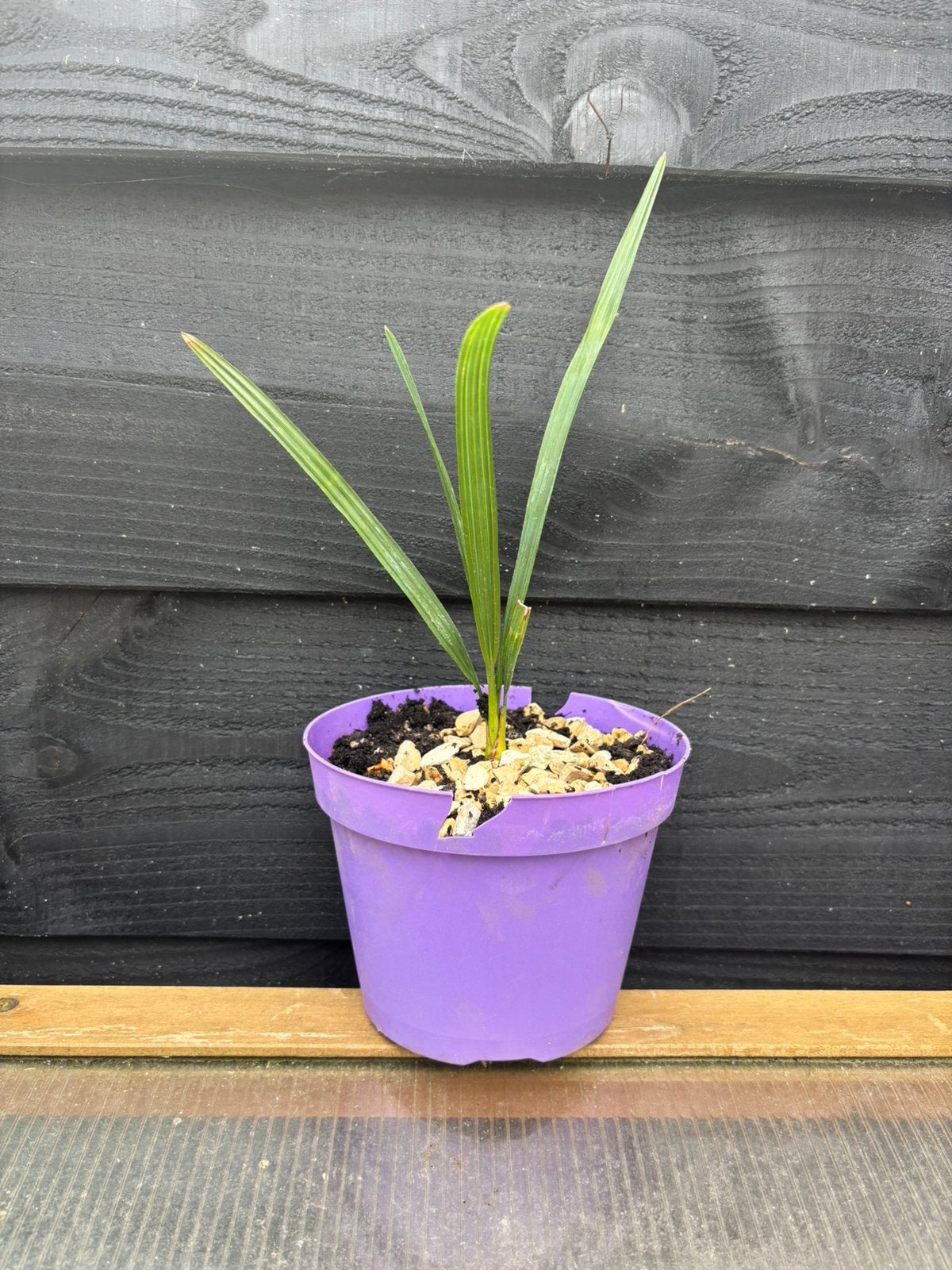 Sabal Palmetto palm 3x, Ophalen of Verzenden, Bloeit niet, Overige soorten, Volle zon