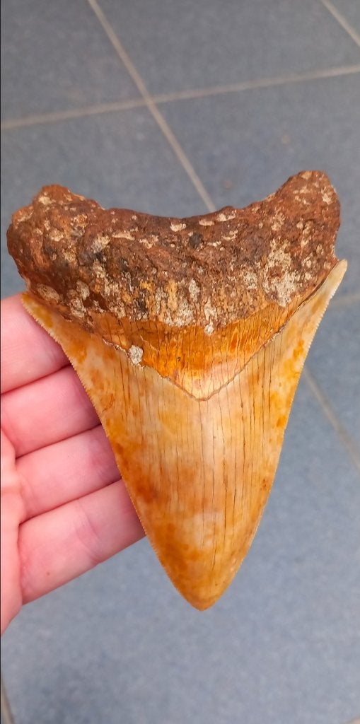 Mooie Megalodon haaientand 11,3 cm fossiel uit Indonesië, Verzamelen, Mineralen en Fossielen, Ophalen of Verzenden, Fossiel