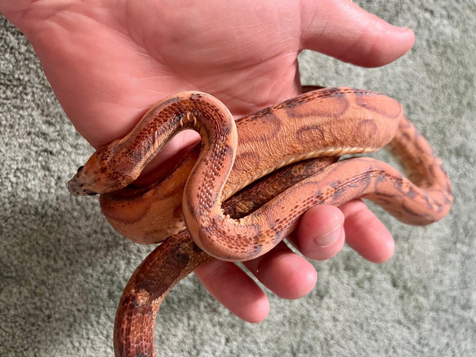 Scaleless rattenslang (vrouw) Rat Snake - female for sale from Jp