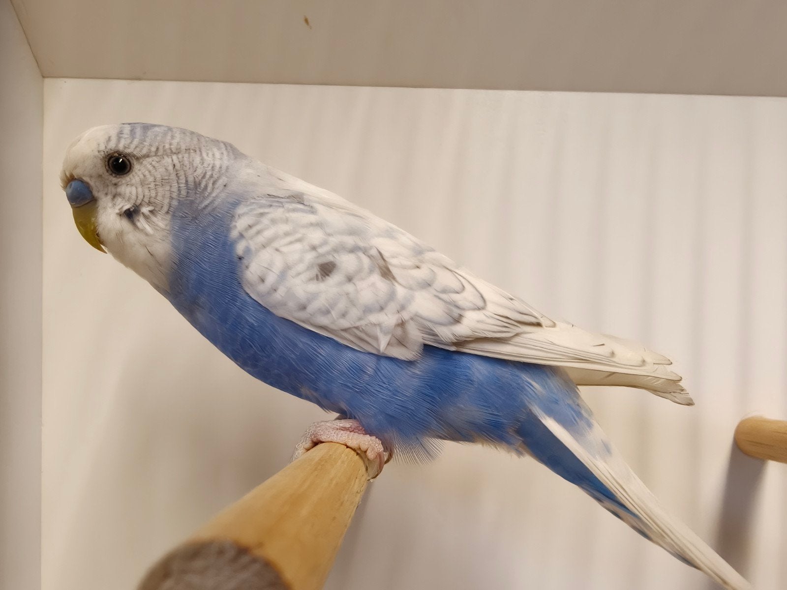 spangle Violet man, Mannelijk, Dwergpapegaai of Agapornis